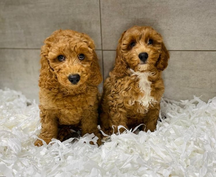 Puppies for Sale Scotland: Where to Look